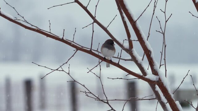 A serene winter scene captures a dark-eyed junco perched delicately on a snow-covered branch as soft snowfall drifts through the frame.