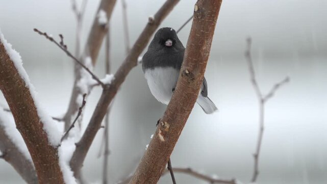 A serene winter scene captures a dark-eyed junco perched delicately on a snow-covered branch as soft snowfall drifts through the frame.