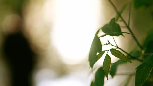 Closeup view of green leafs in the park with the sun rays pass through them and silhouette of a man