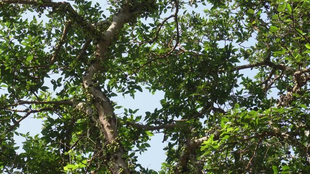Ficus racemosa, commonly known as the Gular fig, cluster fig, or Indian fig tree