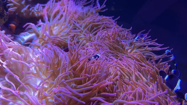 Group of (black and white) Ocellaris Clownfish rubbing their bodies on the soft tentacles of bubble tip anemones (their host) commonly displaying a symbiotic relationship.