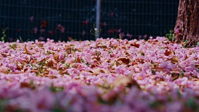 A low-angle view of the ground blanketed by fallen pink Tecoma blossoms (Tabebuia rosea), creating a natural pink carpet during the peak blooming season.