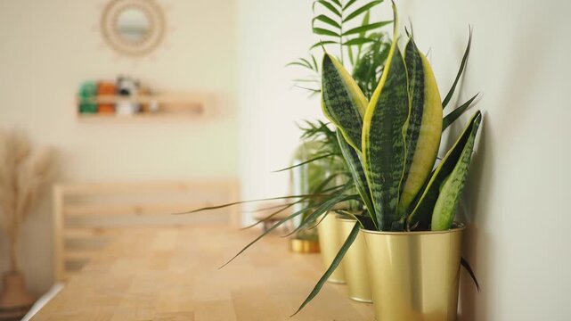 Row of green plants in golden pots on wooden table in bright room with out-of-focus background.