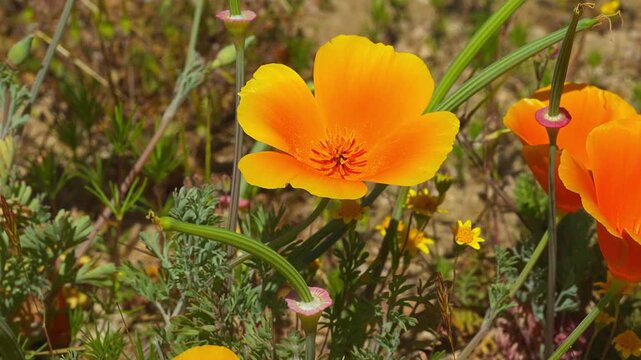 Closeup of single wind blown California Poppies (Eschscholzia californica) in Antelope Valley.
