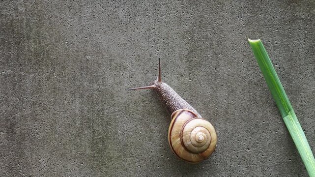 雨の日の庭の壁に動く可愛いカタツムリの様子