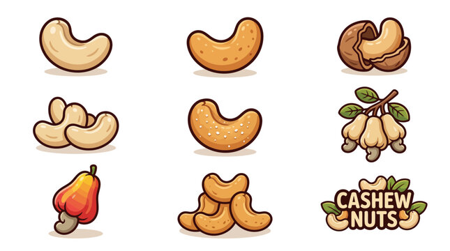 Set of cashew nut illustrations with raw seeds, roasted kernels, and fruit isolated on white background