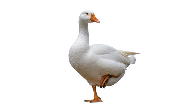 Plump fluffy domestic white goose standing proudly with orange beak and legs, isolated on transparent background for farm animal designs