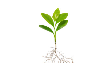 Vibrant green seedling with delicate intricate root system, showcasing new life and growth isolated on transparent background for botanical designs © Isabel