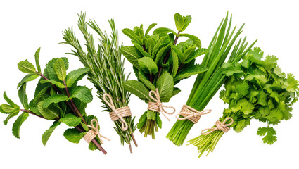 Fresh bundles of mint rosemary basil chives and cilantro tied with rustic twine, isolated on transparent background for culinary designs © Elena