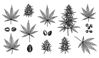 Vintage cannabis botanical vector set with hemp leaves seeds and flower buds engraving style illustration © MdShakil