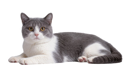 Fluffy gray and white domestic cat lying down comfortably displaying soft fur and amber eyes, isolated on transparent background for pet adoption ads © Elena