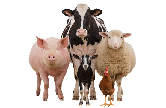 Group of Farm Animals Standing Together Isolated on Transparent Background