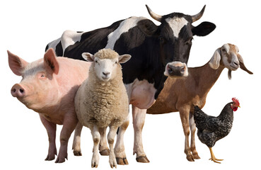 Fototapeta premium Group of Farm Animals Standing Together Isolated on Transparent Background