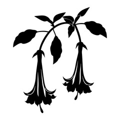 Brugmansia angel trumpet flower silhouette, botanical floral branch with hanging blossoms, black and white garden plant vector illustration © SUMON