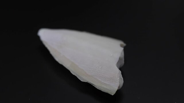 sepiella inermis -spineless cuttlefish bone