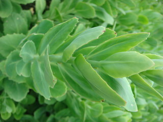 Obraz premium Hylotelephium spectabile is a perennial succulent herb in Korea known for its upright growth and thick leaves. It thrives in sunny rocky areas and blooms in autumn seasons.