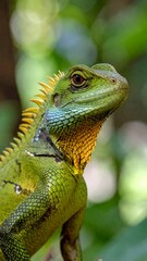 Fototapeta premium Close-up shot of a vibrant lizard with emerald green scales, golden spikes, and a yellow-orange throat, framed by blurred leafy foliage