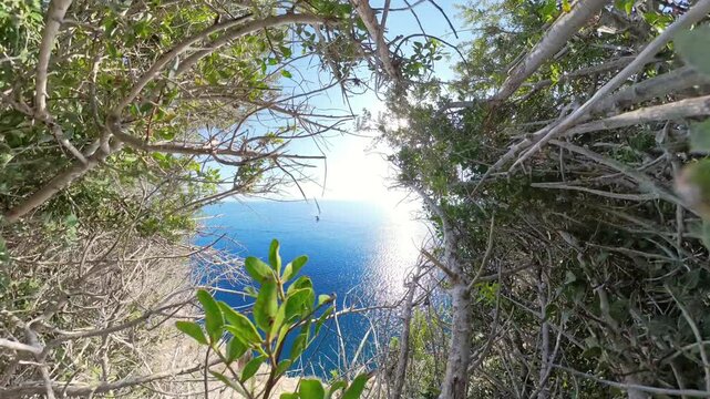 The camera moves through dense bushes on a cliffside, gradually revealing a breathtaking, elevated view of the sunlit ocean, creating a dynamic sense of exploration and discovery
