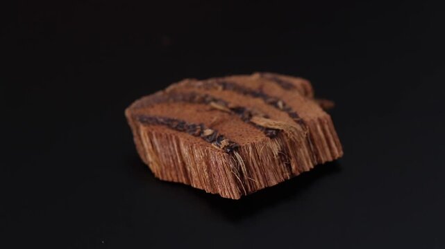 polygonum multiflorum -Chinese climbing knotweed