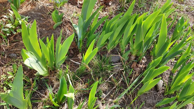Young irises sprouting in the garden in spring