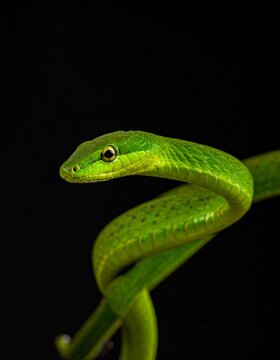 green snake on black background