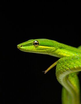 green snake on black background