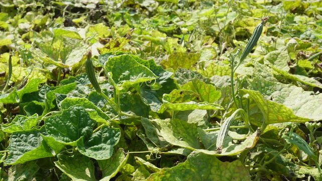 Ridge gourd vine (Torai) growing on trellis