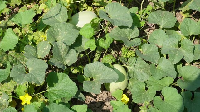 Muskmelon plants also known as cantaloupes  