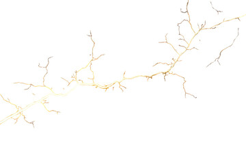 Fototapeta premium Lightning strike with branching electrical discharge creating a powerful visual effect on transparent background