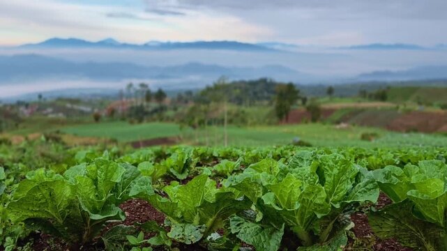 Fresh green cabbage field growing on mountain slopes with a misty valley and mountain range background at dawn.