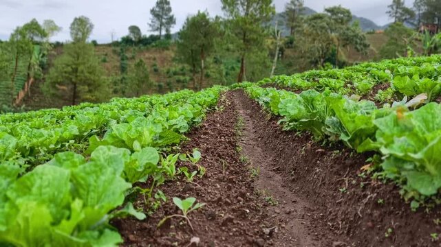 Close up view of fresh organic cabbage plants growing in a mountain field with foggy peaks in the background.