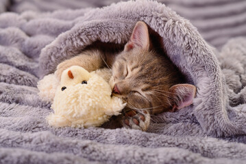 Sleeping kitten with teddy bear under a grey blanket © Anatolii