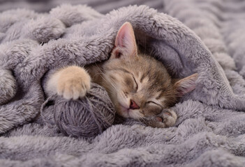 Sleeping kitten with ball of yarn under a grey blanket © Anatolii