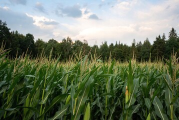 Fototapeta premium A vibrant green cornfield stretching towards a dense forest under a cloudy sky