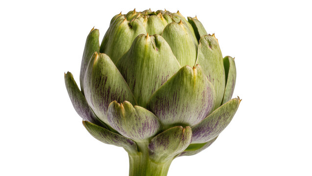 Vibrant green artichoke with purple-tinged bracts and a sturdy stem, isolated on transparent background for culinary designs and healthy eating