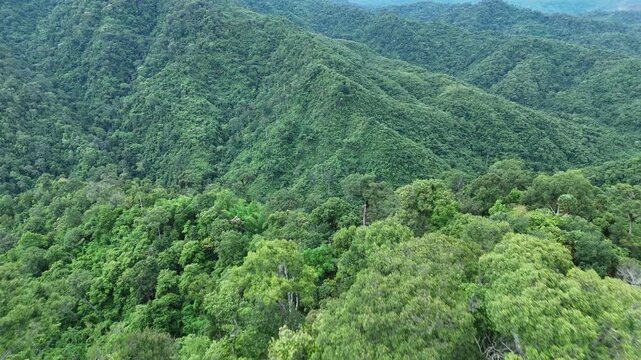 Lush Green Forest and Rainforest with Dense Canopy and Tall Trees Covering Rolling Hills Under Clear Sky, Showcasing Beauty of Untouched Nature