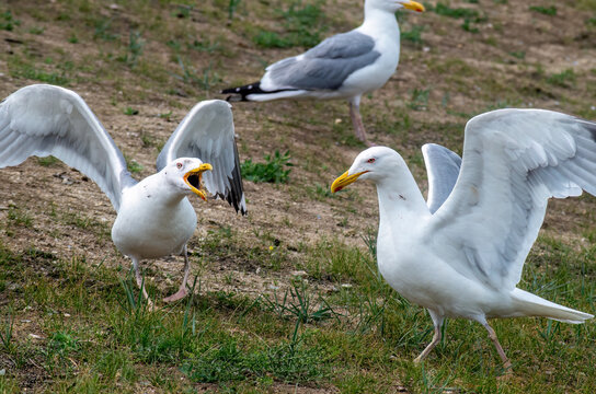Agitated seagull squawking while spreading its wings on grassy terrain