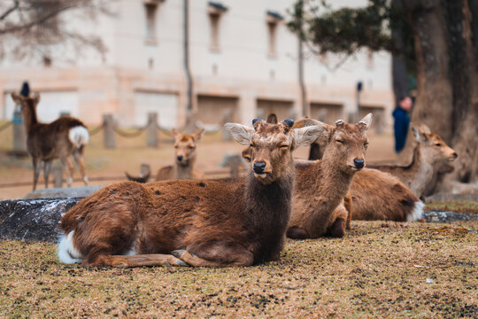 Group of japanese brown deer resting in the garden at Nara Park