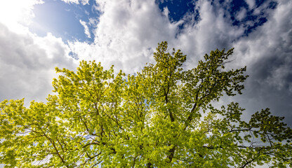 Fototapeta premium Bright green leaves glow under a vivid blue sky