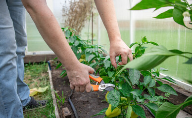 Fototapeta premium Person trims plant with pruning shears