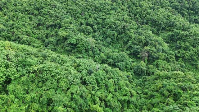 Aerial View of Lush Green Forest Canopy Showcasing Dense Foliage and Vibrant Vegetation with Rich Greenery