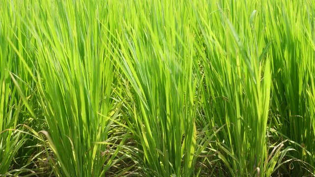 Lush green rice fields 