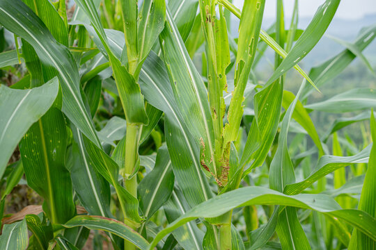 Corn leaf damage by fall armyworm Spodoptera frugiperda in agricultural field. Close-up of pests eating maize plants causing crop failure