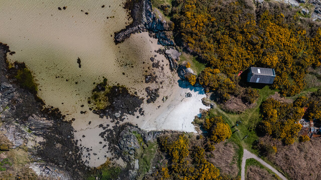 Aerial view of golden gorse clinging to rugged cliffs embracing a hidden sandy cove near a solitary building, Isle of Gigha, Argyll and Bute, Scotland.