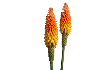 Obraz premium Red hot poker flowers, kniphofia, creating a vibrant display of orange and yellow blooms on a transparent background