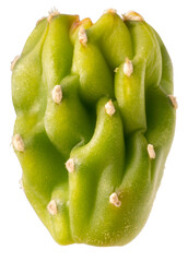 Green cactus branch with red flower buds isolated on white background, succulent plant with natural texture, minimal botanical composition