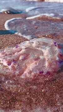 There are multiple dead medusas on seashore. Many death jellyfish`s wash ashore on sandy coastline. A lots of deceased Barrel jellies on sandy beach. Dead jelly fishes washed by surfwater on sea shore