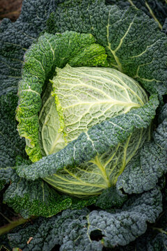 Fresh head cabbage in vegetable garden.