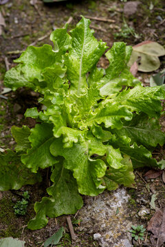 Fresh head lettuce in vegetable garden - Front View