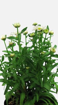 Time lapse of growing and opening white and yellow Daisy flowers (Matricaria chamomilla) isolated on white background, vertical orientation